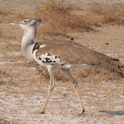 Kori Bustard